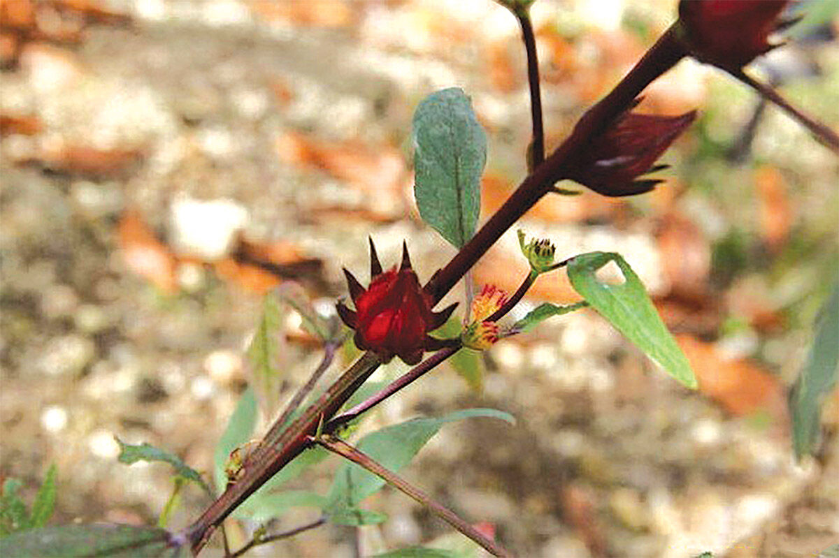 Sorrel plant